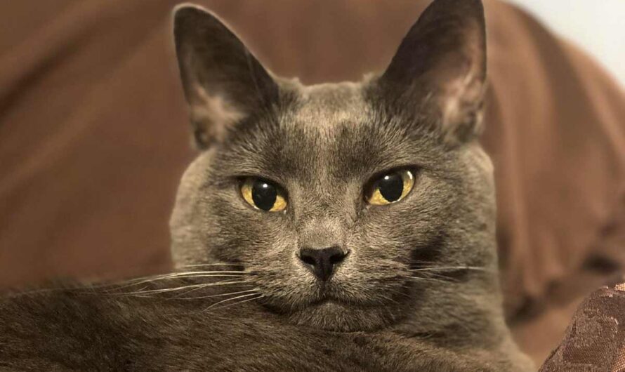 Chartreux Cat Breed: Profile, Traits, Health, Grooming, Care