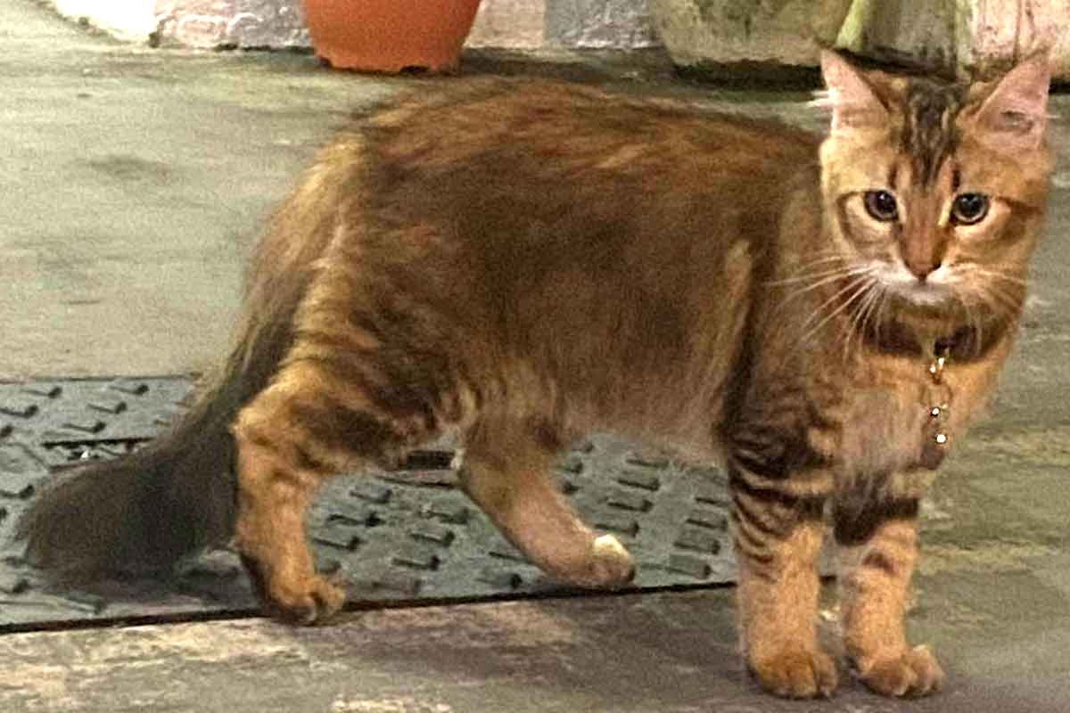 Chausie Cat Breed_fungal infection in cats
