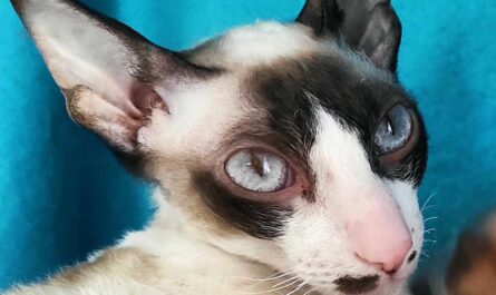 Cornish Rex Cat Breed_do cats have emotions like humans or dogs