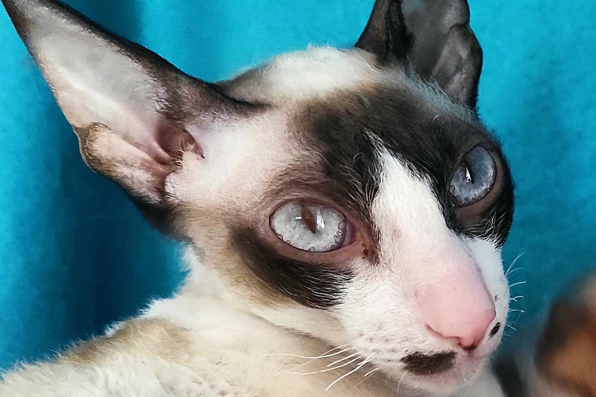 Cornish Rex Cat Breed_do cats have emotions like humans or dogs