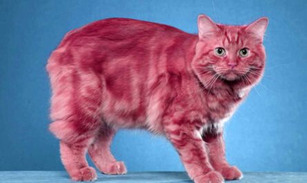 Cymric Cat Breed_leukemia in cats