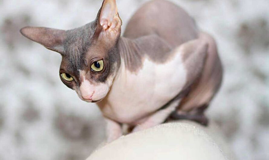 Donskoy Cat Breed: Profile, Traits, Health, Grooming, Care