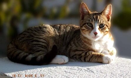 Dragon Li Cat breed_