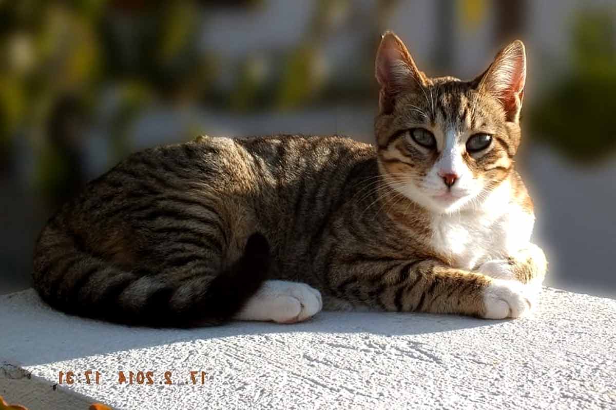 Dragon Li Cat breed_