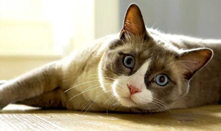 European Shorthair cat_How to Care for Feline Eyes_why is my cat staring at me while lying down