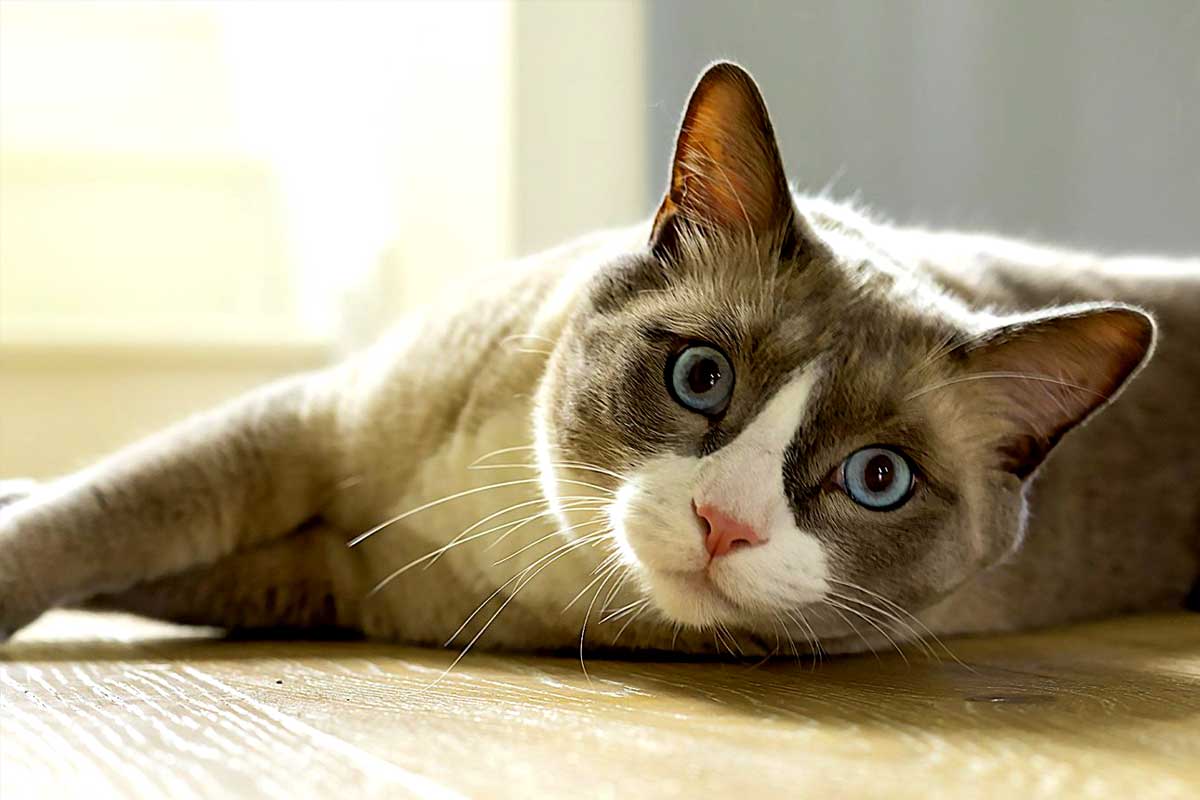 European Shorthair cat_How to Care for Feline Eyes_why is my cat staring at me while lying down