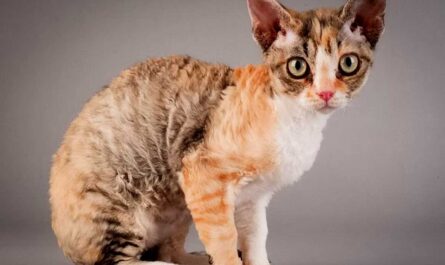 German Rex cat_viral infection in cats