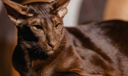 Havana Brown Cat Breed_Infectious Peritonitis in cat