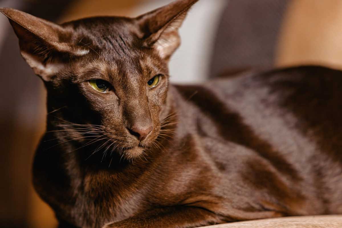 Havana Brown Cat Breed_Infectious Peritonitis in cat