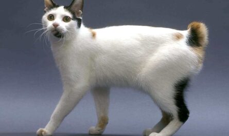 Japanese Bobtail_calicivirus in cats