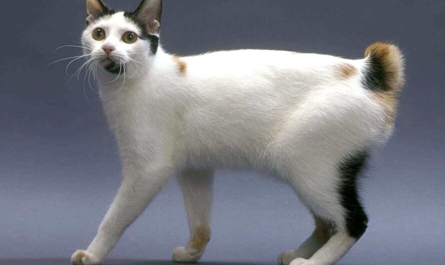 Japanese Bobtail Cat Profile: Health, Traits, Coats, Groom, Care