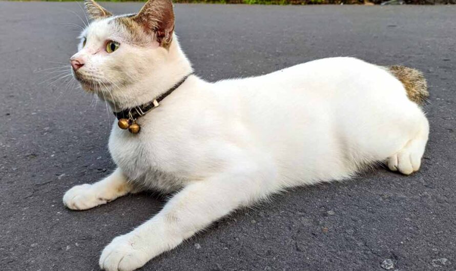 Javanese Cat Breed Profile: Health, Traits, Coats, Groom, Care