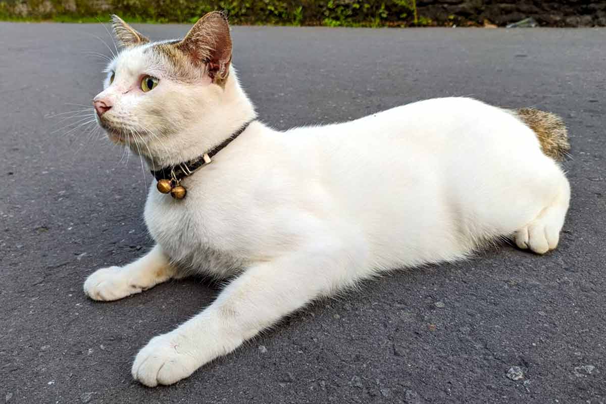 Javanese Cat Breed_Distemper in Cats