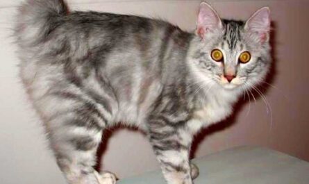Kurilian Bobtail Cat Breed_