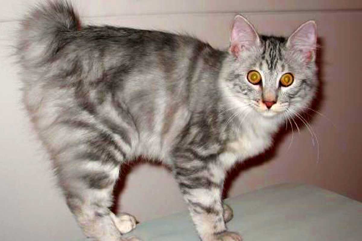 Kurilian Bobtail Cat Breed_Cat Herpesvirus 1