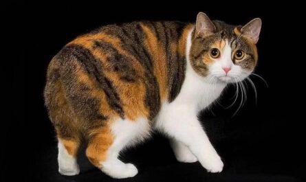 Manx Cat Breed_something is wrong with your cat