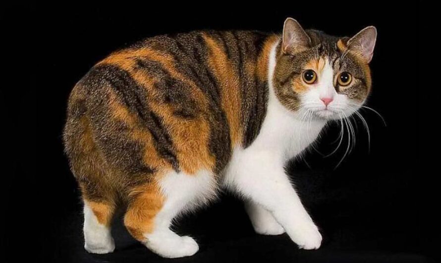 Manx Cat Breed Profile: Health, Traits, Coats, Groom, Care