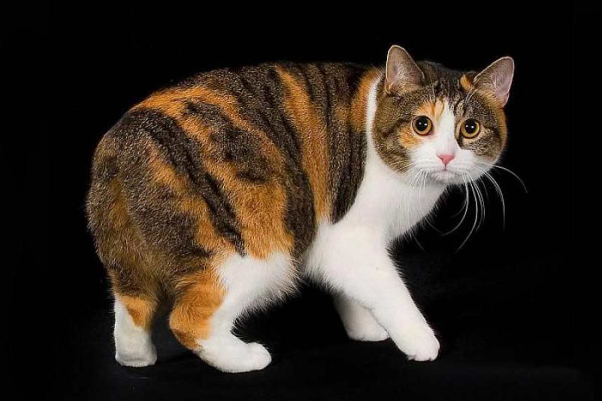 Manx Cat Breed_something is wrong with your cat