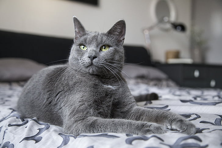 Nebelung Cat Breed Profile: Health, Traits, Groom, Care