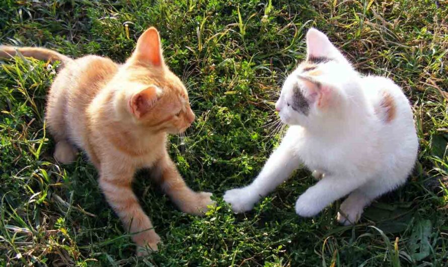How Do Cats Communicate Each Other? 11 Body Language