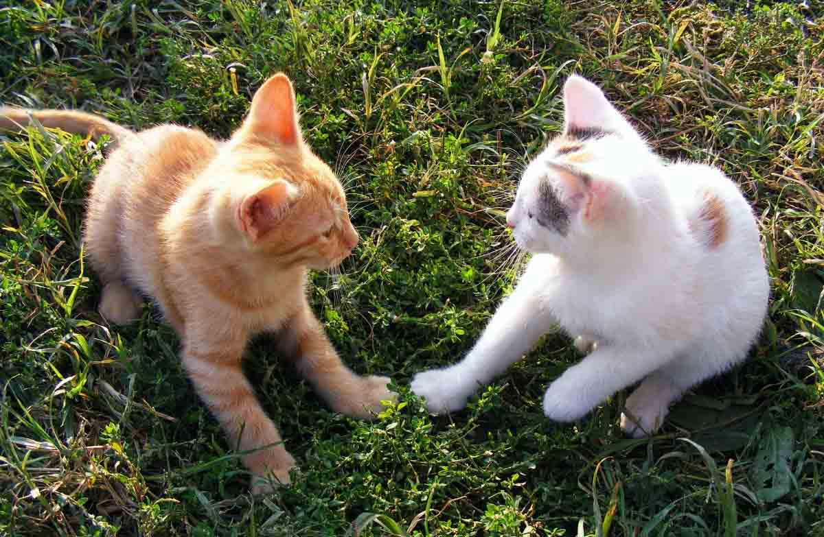 How Do Cats Communicate With Each Other