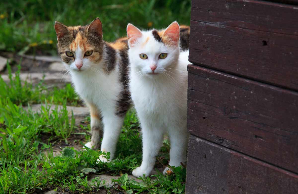 Reasons You Should Adopt A Second Cat_Mother Cats Discipline Their Kittens