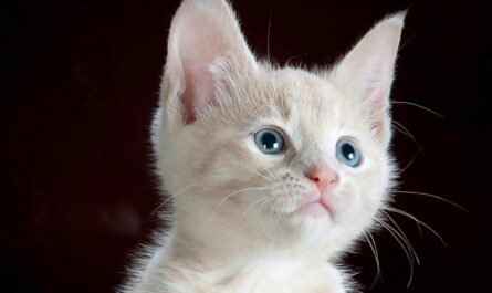 how to feed a newborn kitten_Toxoplasmosis in Cats