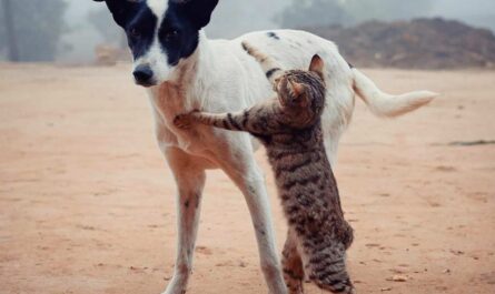 how to help cats get along with dogs_cat can't smell