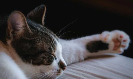 Help Your Cat Put Their Best Paw Forward_Why Does My Cat Meow at Night