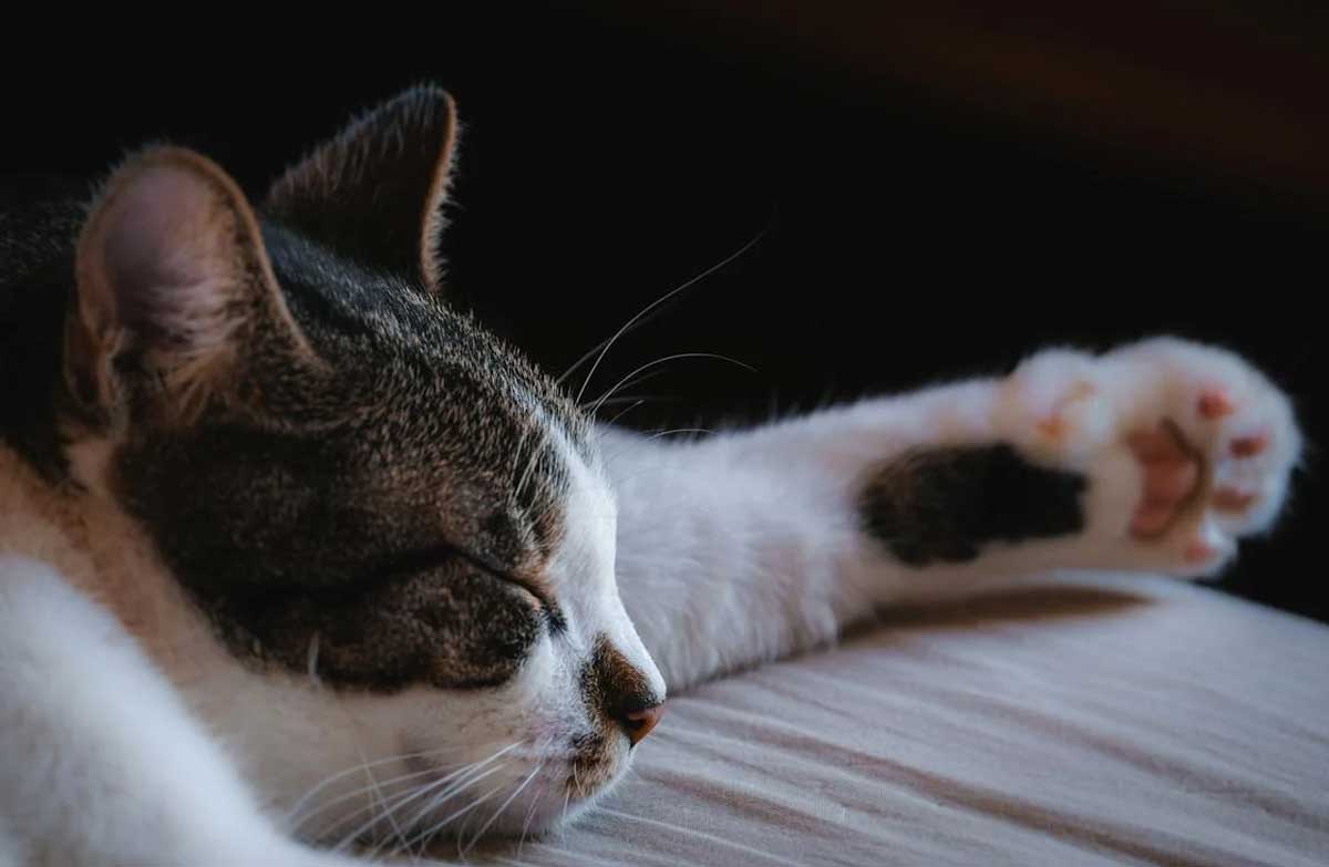 Help Your Cat Put Their Best Paw Forward_Why Does My Cat Meow at Night