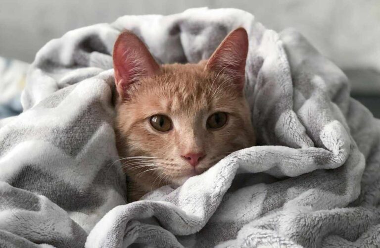 How To Take Care of A Kitten 6 Weeks Old A 7 Step Guide CatBounty