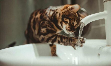 Why is my cat drinking so much water_Cat Won't Let Me Trim Nails