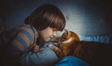 Cats Choose Favorite Person