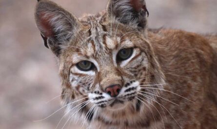 cat is mixed with bobcat_Homemade Cat Food for Kidney Disease
