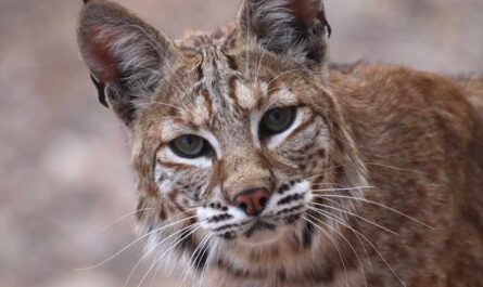 cat is mixed with bobcat