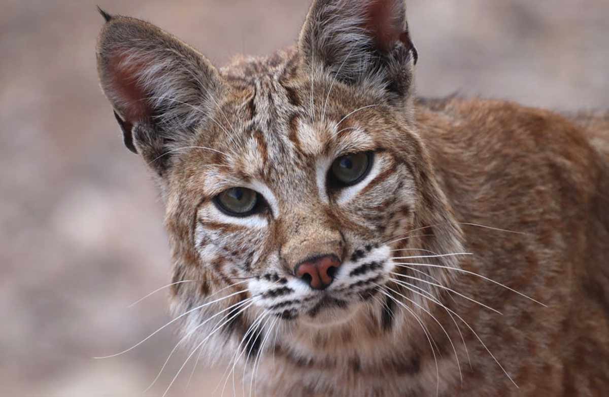 cat is mixed with bobcat_Homemade Cat Food for Kidney Disease
