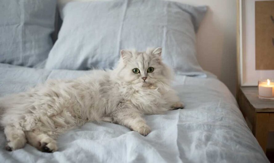 Why is My Cat Staring at Me For So Long: 12 Reasons