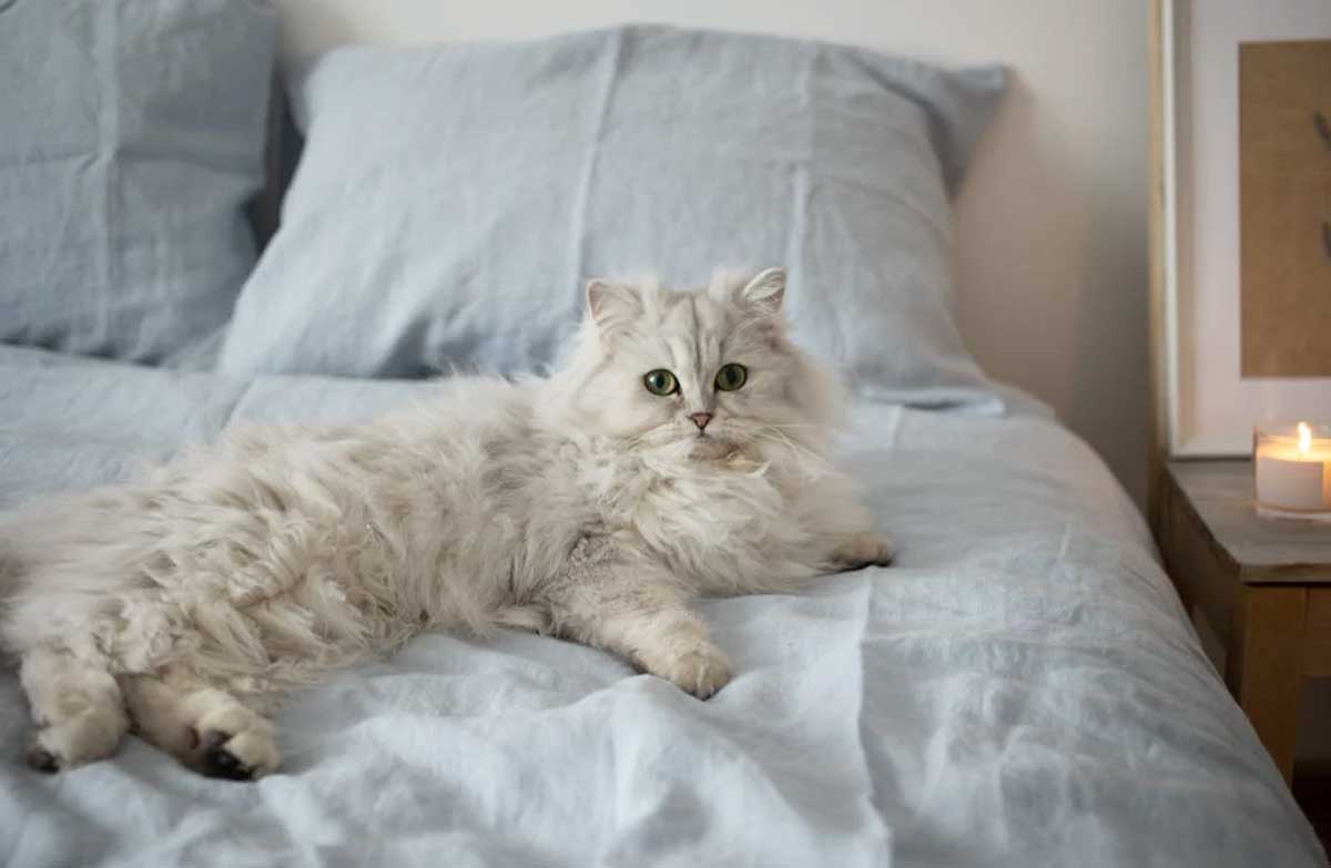 my cat staring at me
