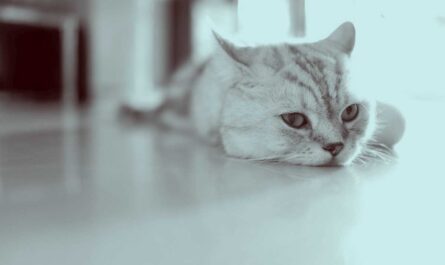 Petting a fearful cat