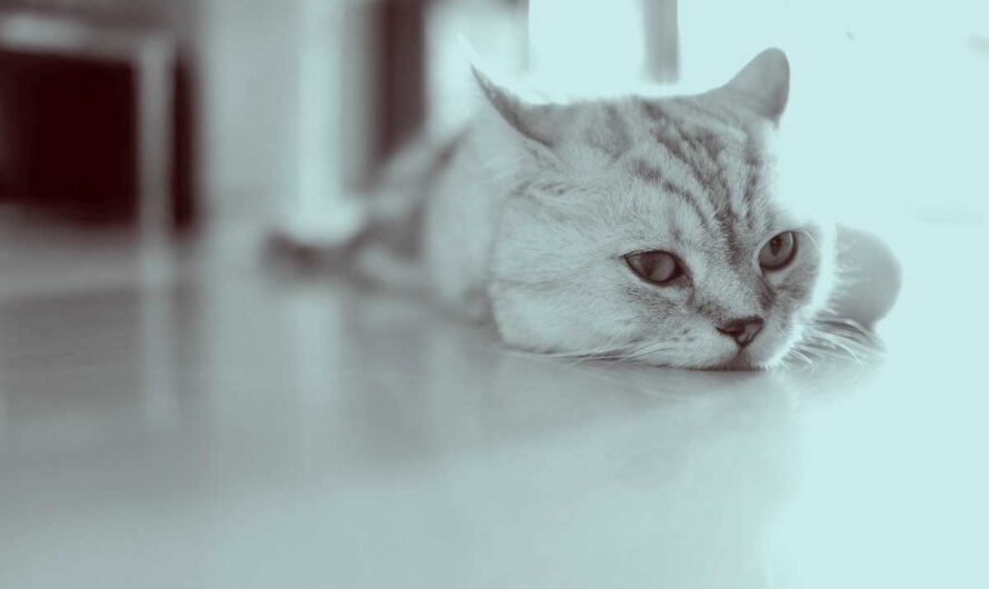 Petting a Fearful Cat: 10 Dos and 10 Don’ts for Every Owner