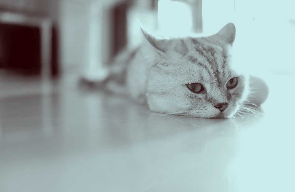 Petting a fearful cat