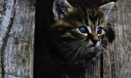 adopting a new cat