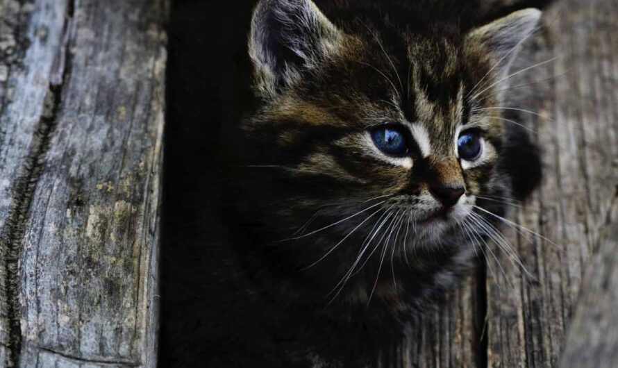 Adopting a New Cat: A Complete Guide for Beginners