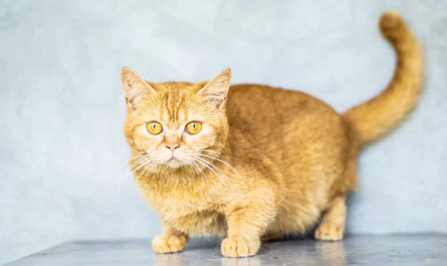 How Cats Use Scent Communication: Feline Olfactory Traits